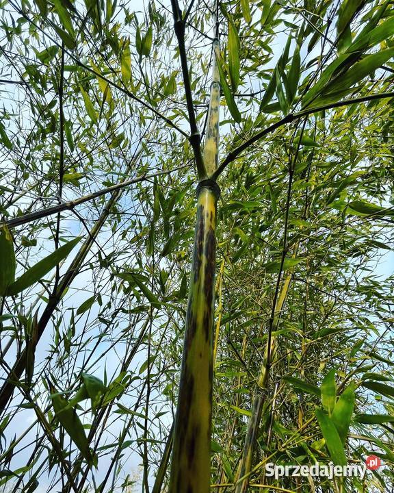 Bambus Phyllostachys Nigra Boryana Filostachys Rośliny