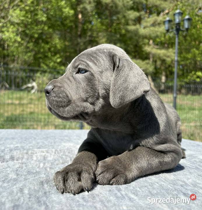 Szczeniaki Cane Corso ZKwP FCI Rezerwacja Gończyce