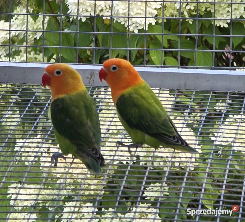 Nierozlaczka Fischer nierozłączki młode do Katowice