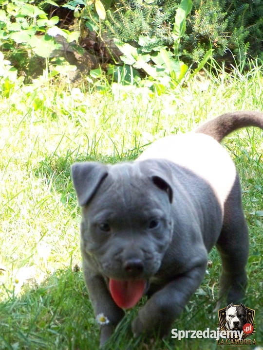 American Staffordshire Terrier Blue Amstaff Paczków