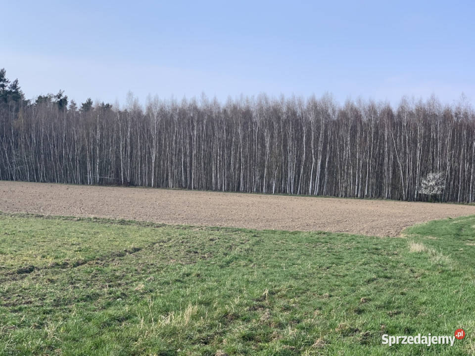 Działki rolne w Pątnowie Legnickim sprzedam