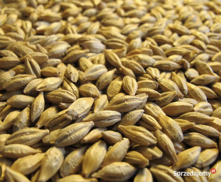 Jęczmień jary Rozprza sprzedam