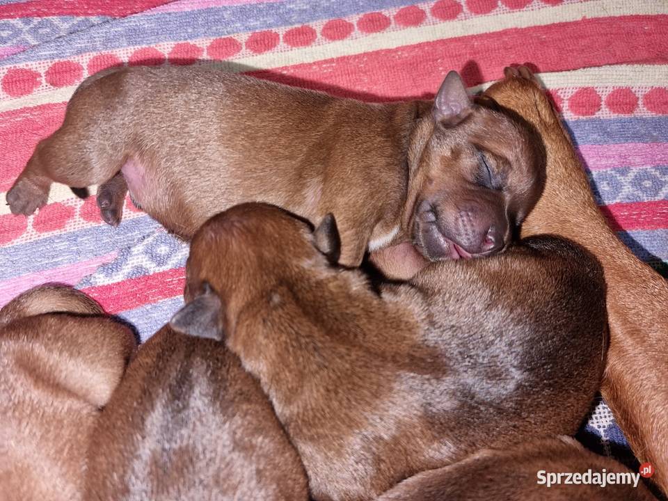 Szczeniaki Staffordshire Bull Terrier Zwierzęta kujawsko-pomorskie Brodnica sprzedam
