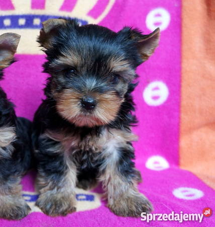 York Yorki Yorkshire Terrier FCI ZKwP suczki i p Katowice