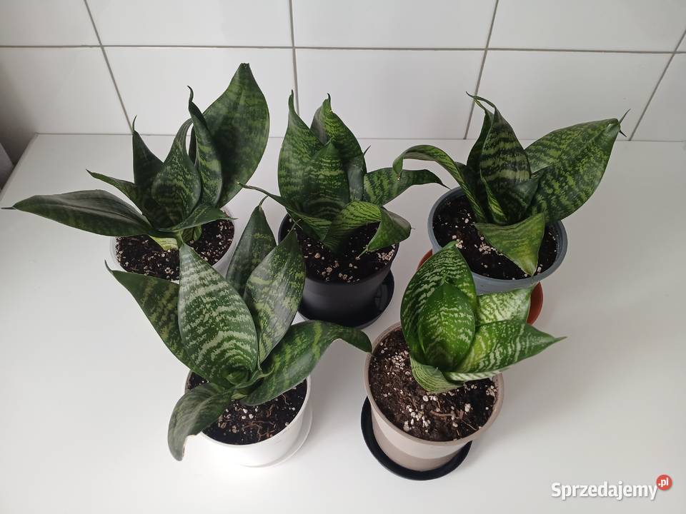 Sansewieria Green Hahnii miniaturowa Częstochowa