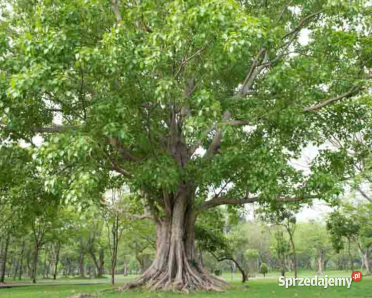 FIGOWIEC PAGODOWY Ficus religiosa NASIONA 100g Lubanie