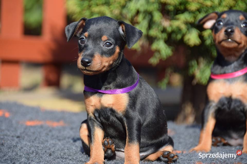 Szczenięta Pinczer Miniaturowy ZKWP fci sprzedam