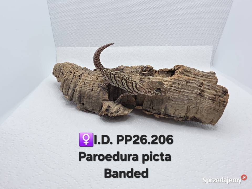 Paroedura Picta gekon madagaskarski Zawiercie