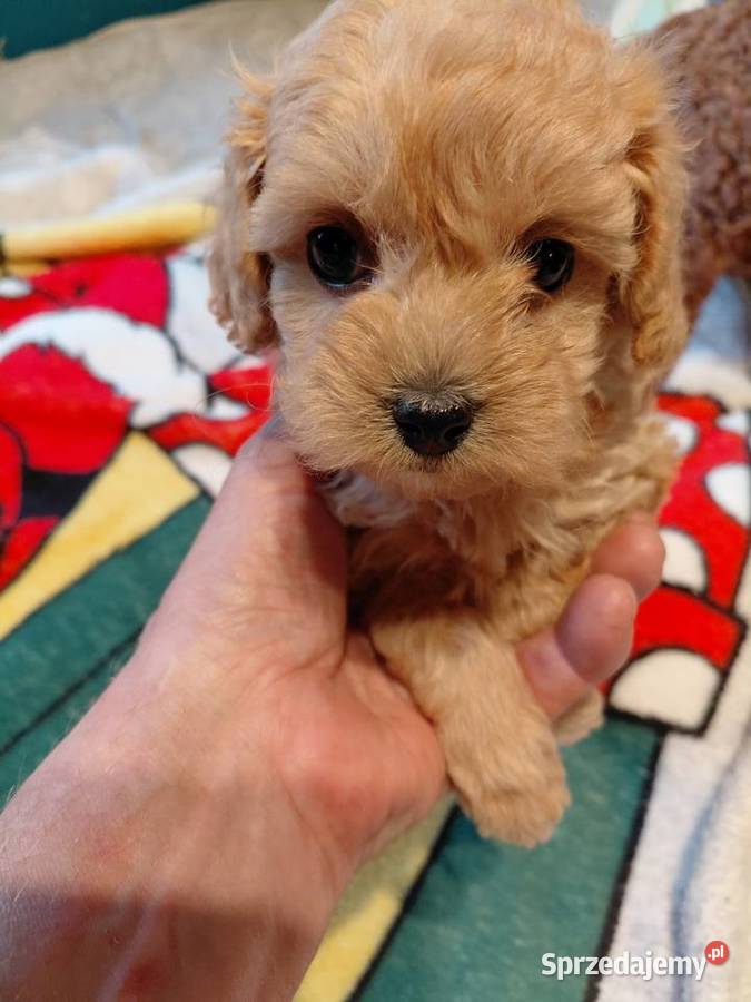 Maltipoo sunia biszkoptowa mazowieckie Wyszków