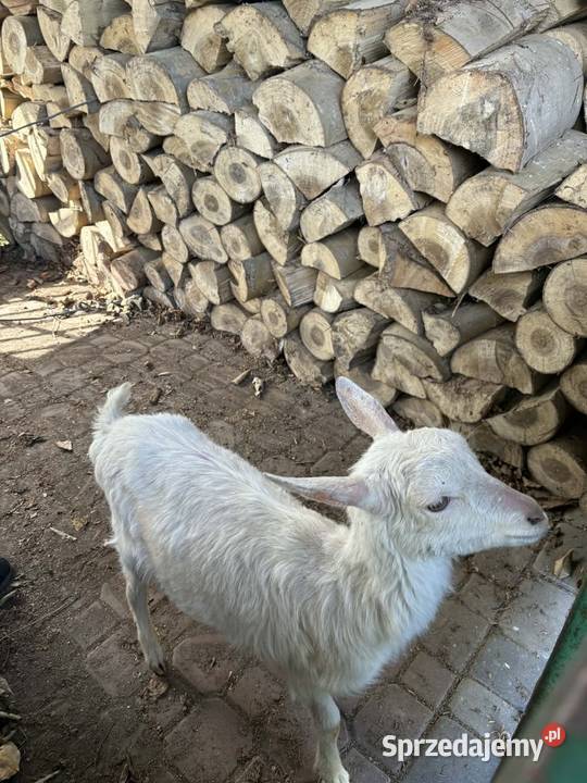 Sprzedam kozę sprzedam
