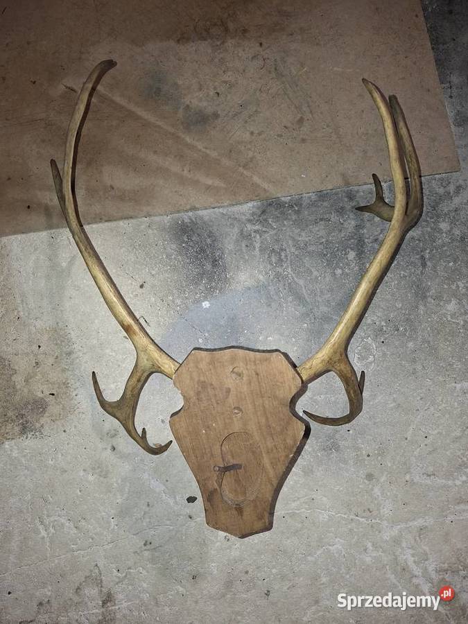 Rogi Poroże Renifera świętokrzyskie Kielce sprzedam