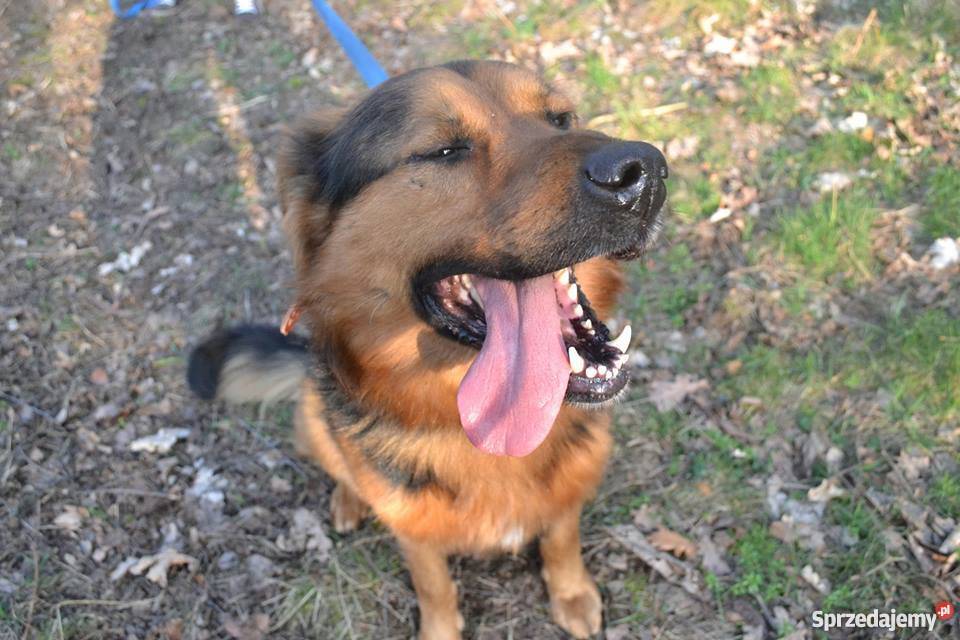 Hektor mieszany owczarek do ADOPCJI Oleśnica