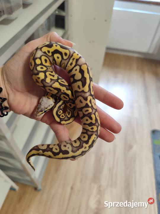 Pytony Królewskie tegoroczne maluchy Pruszków