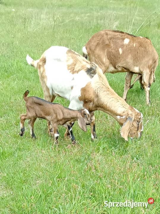 Kozioł Anglonubijski z rodowodem NOG Tuszyn