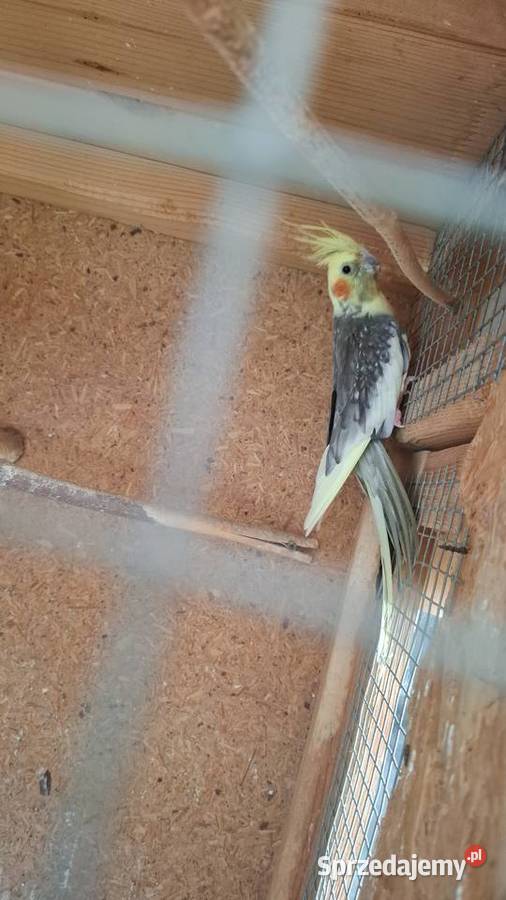 Papugi nimfy Polska Cerekiew