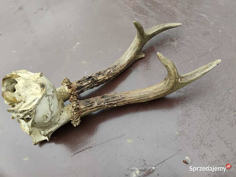 Rogi poroże koziołka zrzuty Dekoracje i ozdoby sprzedam