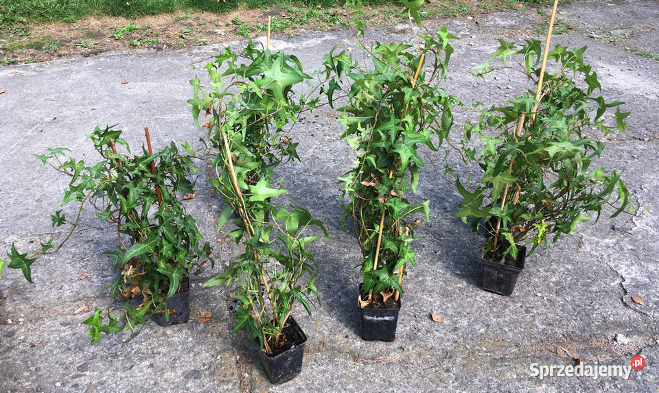 Bluszcz Sagittifolia 17 na ściankę dom ogród Liściaste Kraków