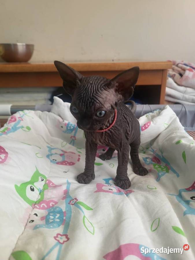 Kocięta Sfinks Kanadyjski rodowód FPL Sfinks Częstochowa