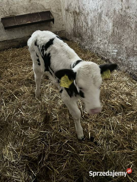 Jałoszka 3 tyg Siedlce