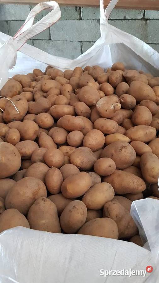 Ziemniaki jadalne Denar 10 ton dolnośląskie Radwanice