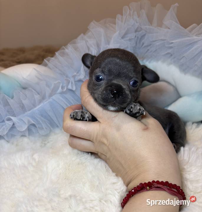 Chihuahua piesek krótkowłosy niebieski Blue Bełchatów