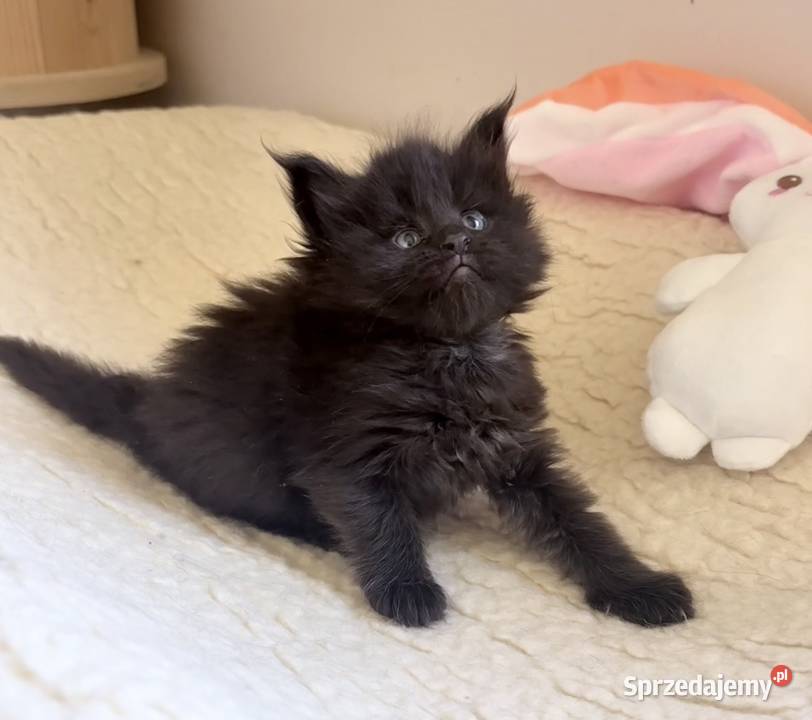 Maine Coon importach Wińsko