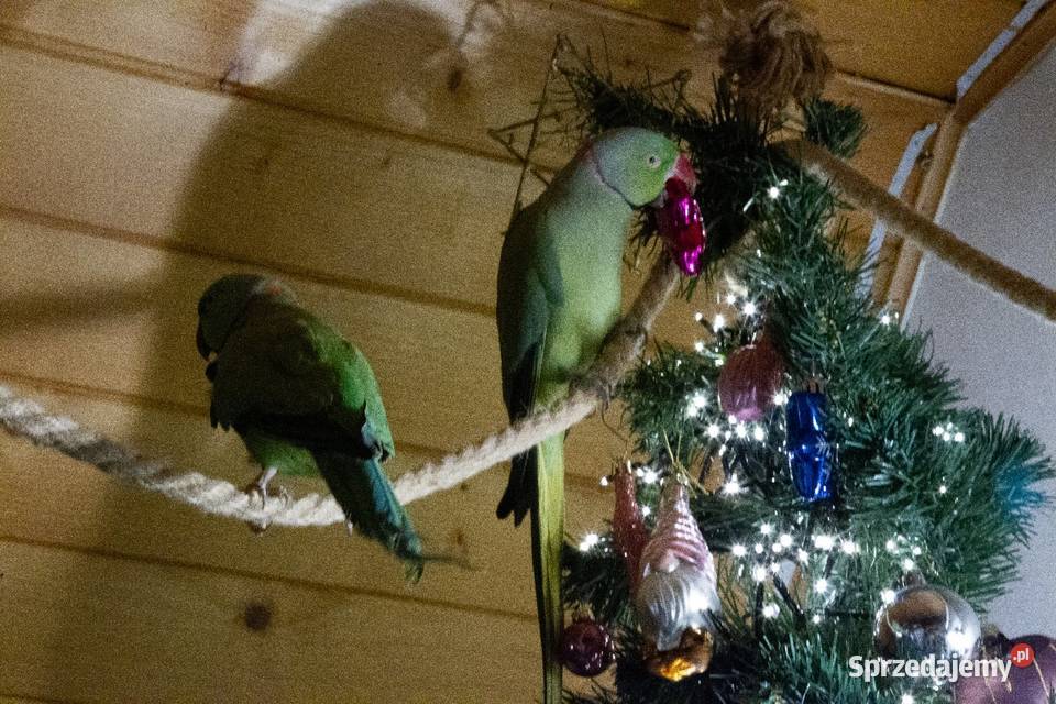 aleksandretta obrożna samiec Koszyce Wielkie