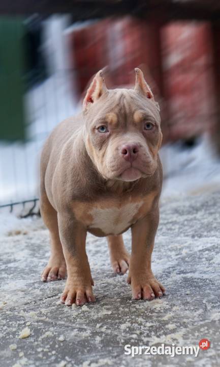 American Bully Pocket suka