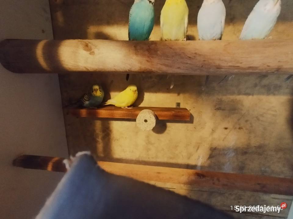 Papugi faliste zamienie Szubin