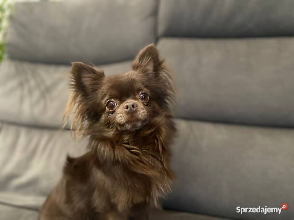 Piekny reproduktor Chihuahua długowłosy Piła usługi dla zwierząt