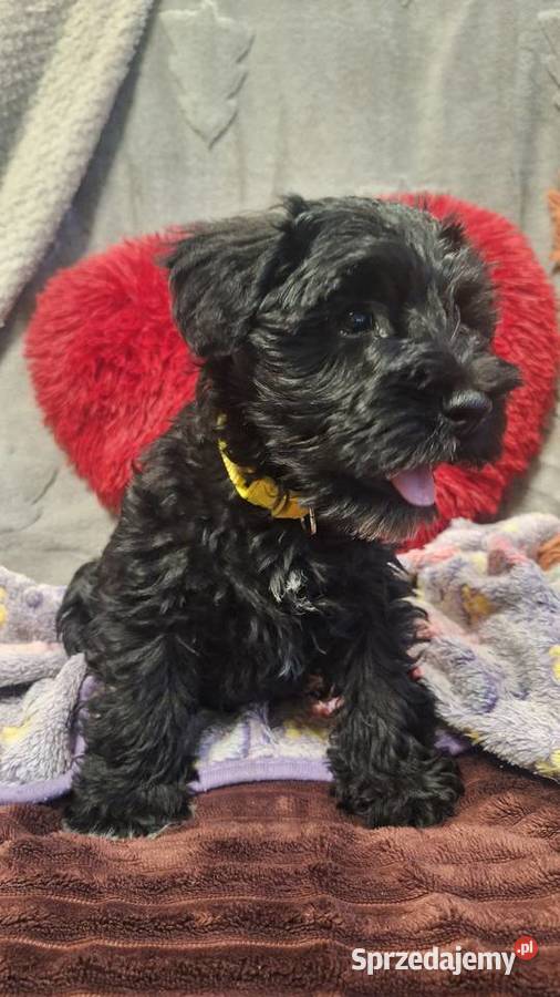 Cudny sznaucerek miniaturowy szczeniaczki CZARNE Wołomin