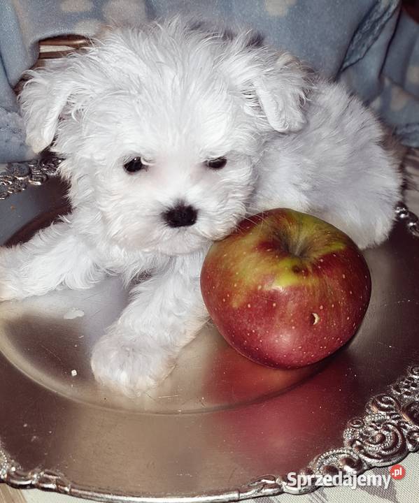 Piękny Maltańczyk piesek Metryka Urodzenia wielkopolskie Nowe Skalmierzyce