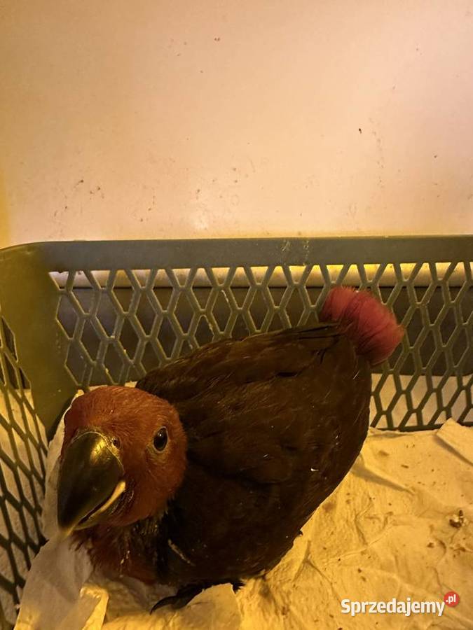 Lora wielkaBarwnica zwyczajnaEclectus roratus Ptaki