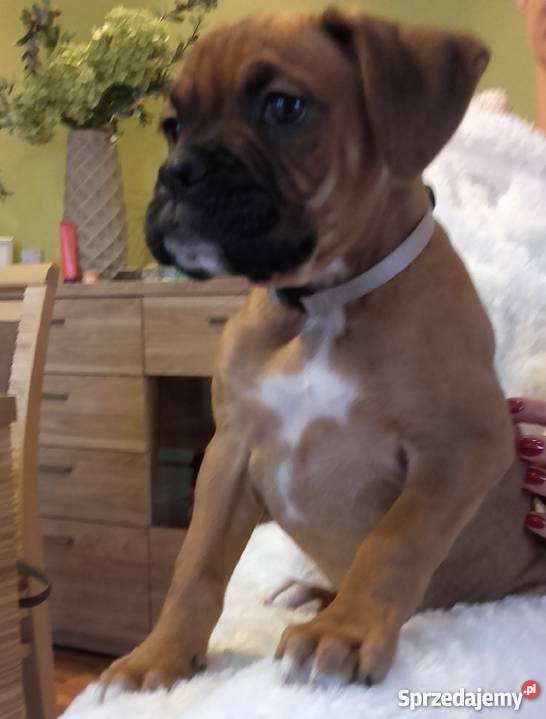 Bokser z rodowodem szczenię suczka Kalisz sprzedam