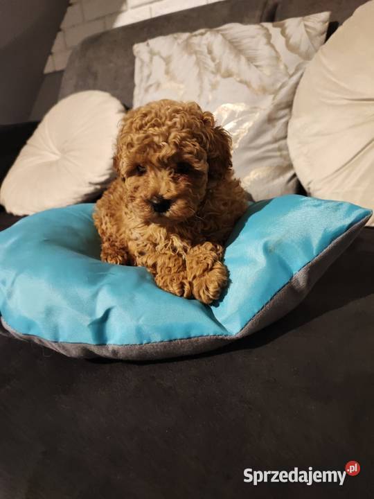 Pudelki toy miniatura szczenięta koniec grudnia Bolesławiec