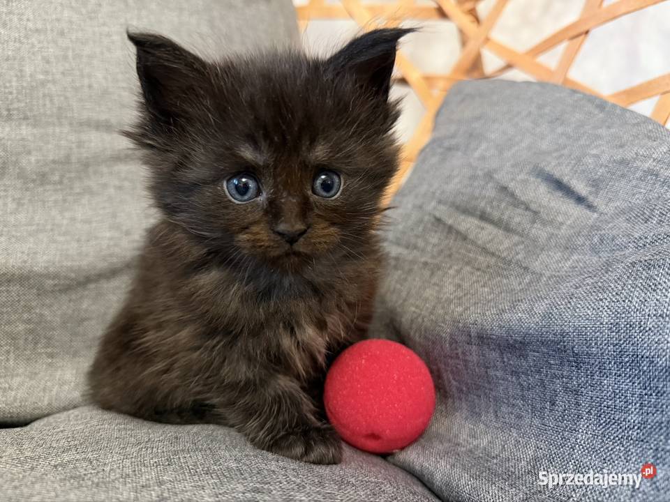 Maine coon kocięta Starogard Gdański
