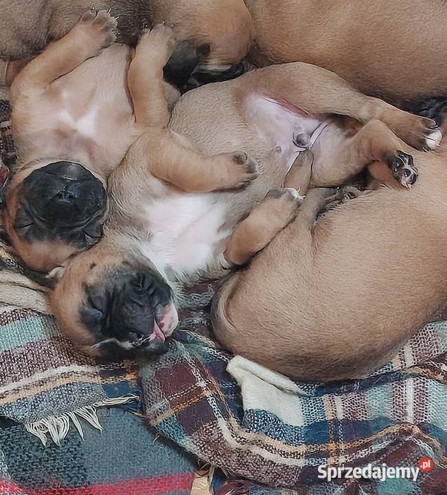 Bokser szczenię Wrocław