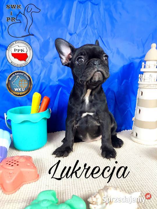 Buldog francuski czarne gotowe do odbioru Lidzbark