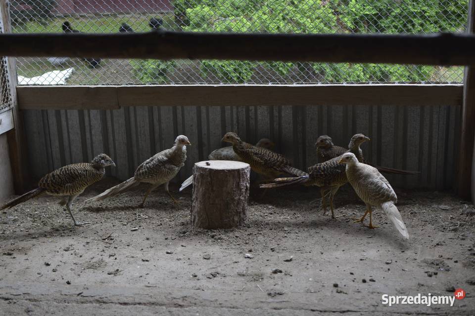 Bażanty złociste czerwone i bananowe koguty i sprzedam