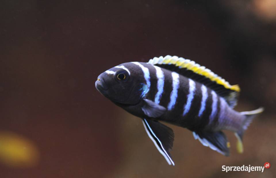 Cynotilapia afra Likoma Malawi SPRAWDZ NASZE Gdańsk