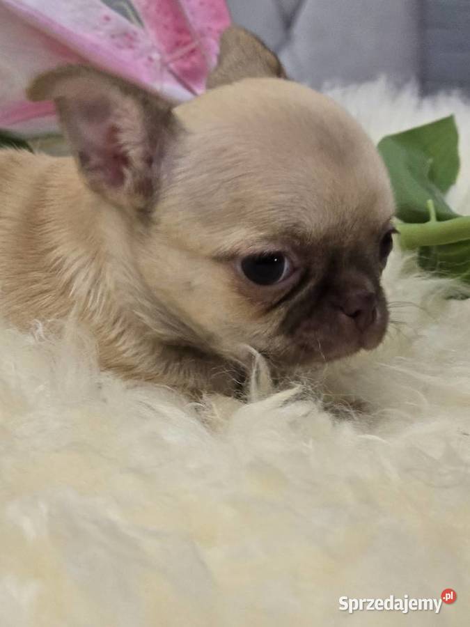 Chihuahua Biszkoptowy XXS Bielsko-Biała