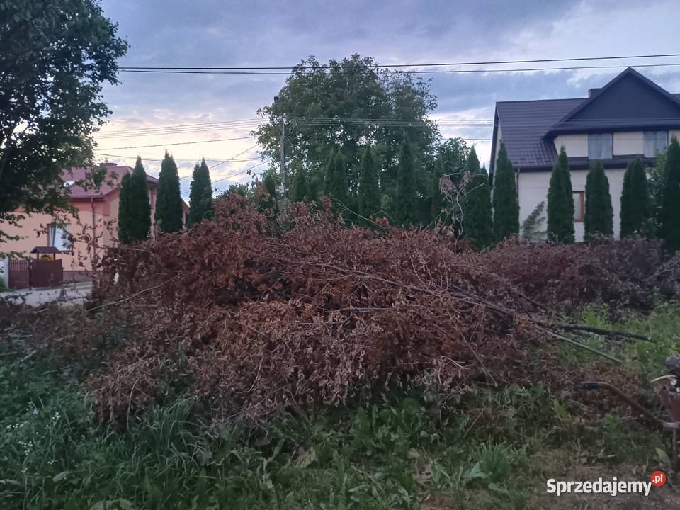 Oddam chrust gałęzie i pieńki z drzew owocowych sprzedam