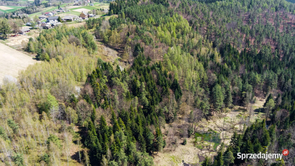 Na sprzedaż pastwisko zalesione w Jastrzębi Jastrzębia