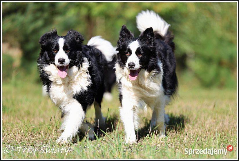 psy szczeniaki Border Collie ZKwP FCI Poznań