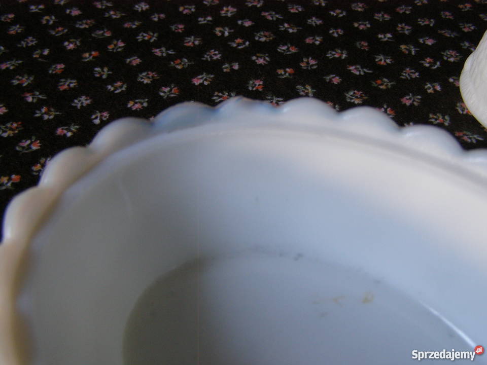 Kura mała lattimo Ząbkowice Międzyborów