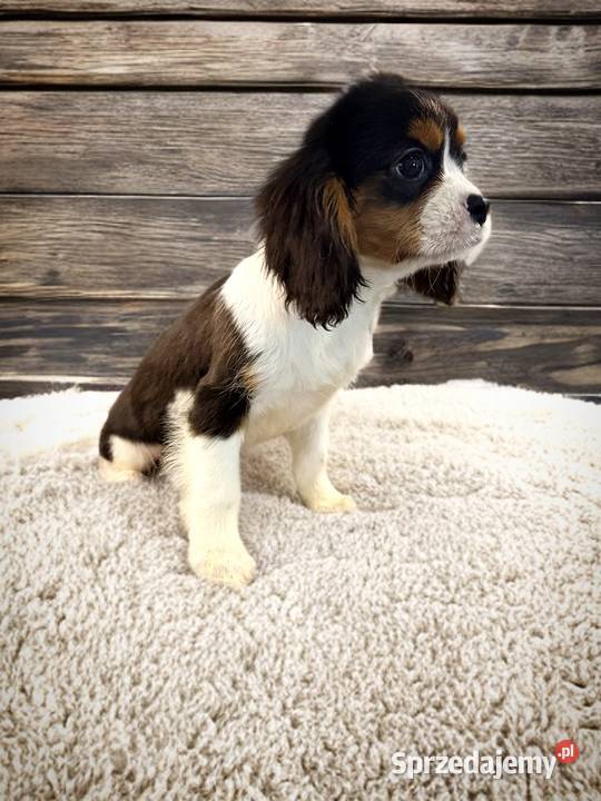 Piesek BERNIE Cavalier King Charles Spaniel Limanowa