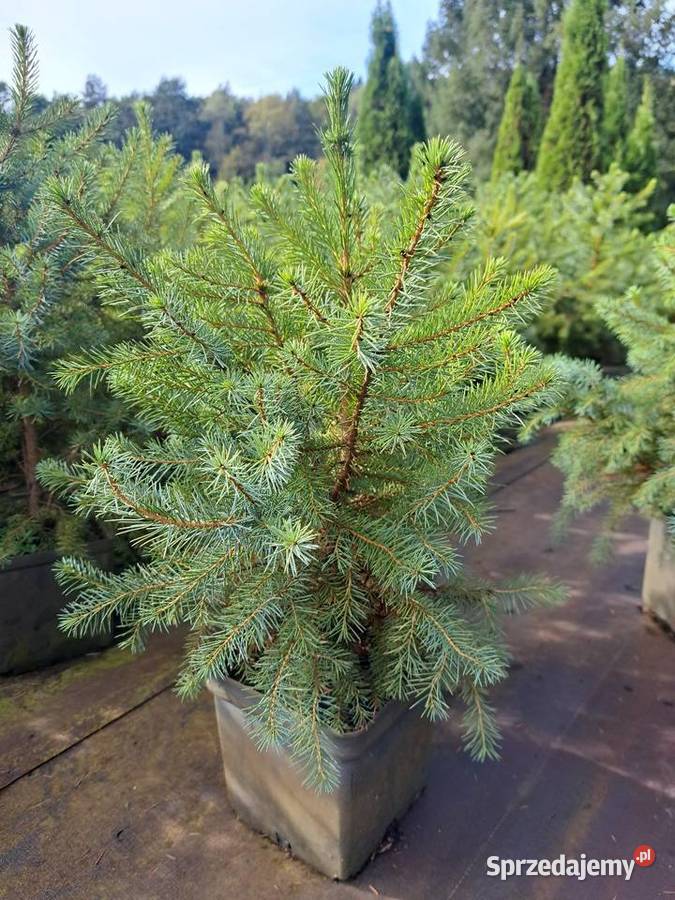 Świerk serbski Picea Omorica rośliny w Rybnik