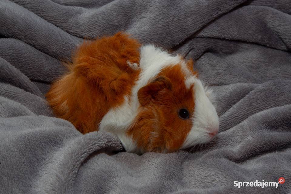 świnka morska cavia domowa SAMIEC