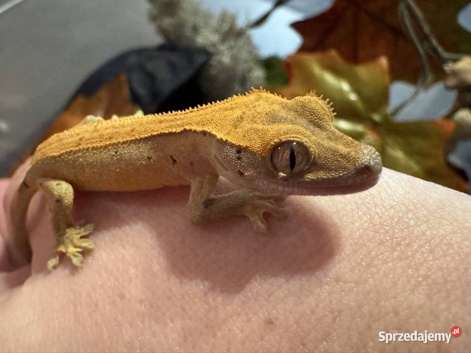 Młodziutki gekon orzęsiony