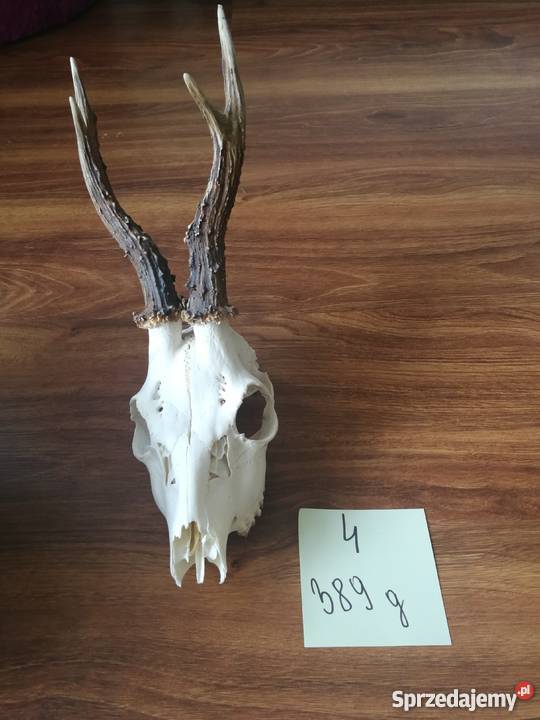 Poroża kozłów i szable dzika Łódź